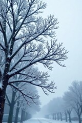 Obraz premium Frosted tree limbs stretch towards the grey sky, snowflakes, cold weather