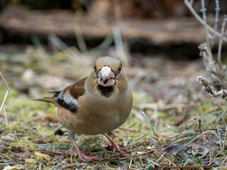 Kernbeißer (Coccothraustes coccothraustes)
