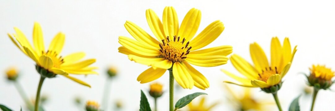 Yellow euryops pectinatus on white background, studio, yellow, botanical