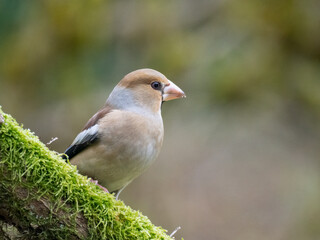 Kernbeißer (Coccothraustes coccothraustes)