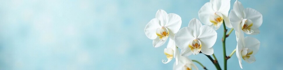 Delicate white orchids and soft light blue hues create an elegant floral arrangement in a vase, white, nature, blossoms