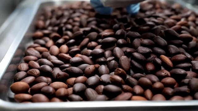 Roasting Coffee Beans in a Local Workshop With Artisan Techniques and Traditional Methods for Rich Flavors
