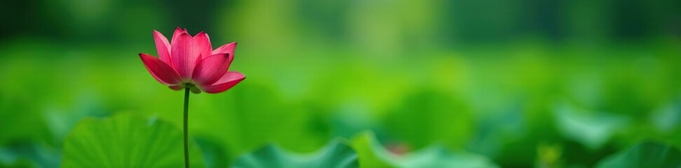 Fototapeta premium A lone red red lotus flower in a bed of green grass, tranquil, lone red lotus, serenity