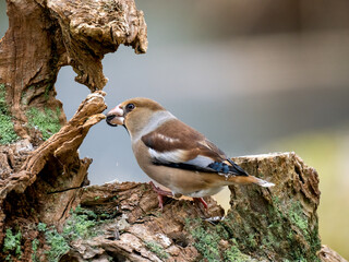 Kernbeißer (Coccothraustes coccothraustes)
