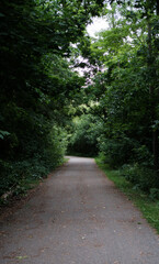Concrete path going through forest during the daytime