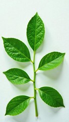 Green citrus leaves with intricate veins on a pristine white surface, herbal, botanical