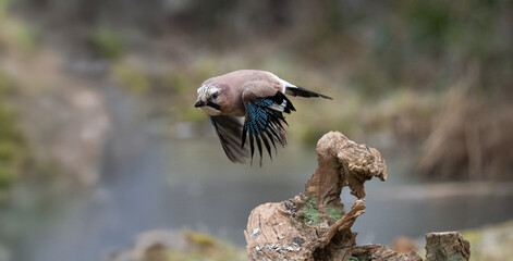 Eichelhäher (Garrulus glandarius)