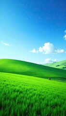 Obraz premium Blue skies with green fields stretching far and wide, green fields, landscape, scenery