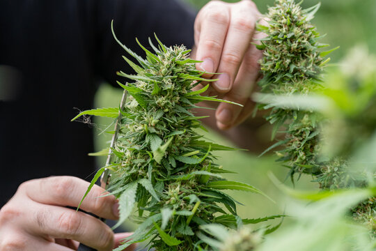 A man removes leaves or prune marijuana or cannabis plant with his hands and black scissors in a garden at home for medical reason. Home cultivation concept