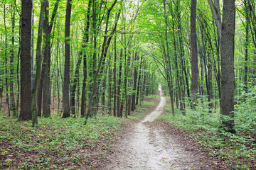 Obraz premium Path in green summer forest