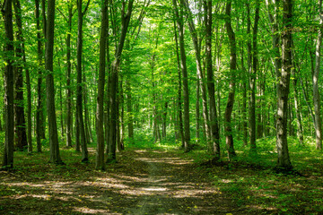 Fototapeta premium Path in green summer forest