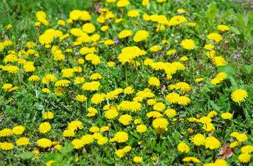 yellow flowers on a meadow