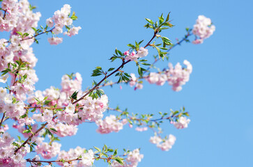 Blooming sakura with pink flowers in spring
