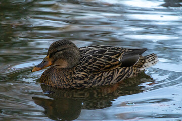 Close up photo of grey female duck swimming on the water on a cold winter morning. Scotland