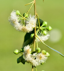 natural plants and flowers. Photos of eucalyptus tree flowers and seeds.