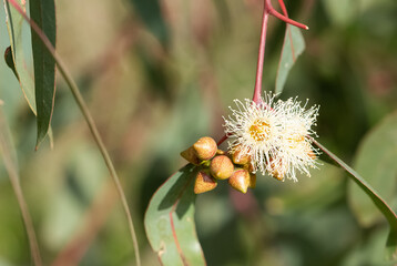 natural plants and flowers. Photos of eucalyptus tree flowers and seeds.