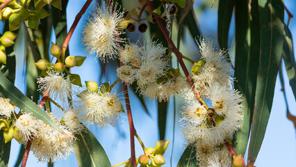 natural plants and flowers. Photos of eucalyptus tree flowers and seeds. © akif