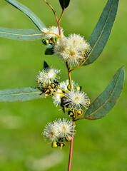 natural plants and flowers. Photos of eucalyptus tree flowers and seeds.