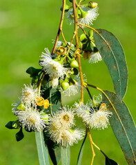 natural plants and flowers. Photos of eucalyptus tree flowers and seeds. © akif