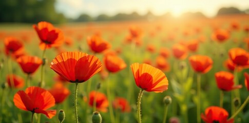 Fototapeta premium Field of bright red wild poppies swaying gently in breeze, poppies, wildflower field, field of gold