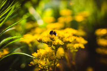 bumblebee on a yellow flower