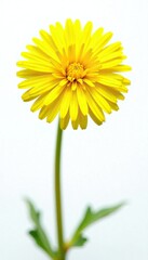 Naklejka premium Bright yellow dandelion bloom against white backdrop, dandelion, greenery