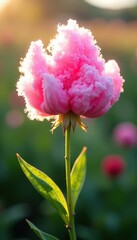 A fluffy pink cotton candy bloom dissolves slowly in sunlight, gentle petals, spring flowers