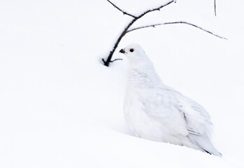 Willow ptarmigan in snowy environment