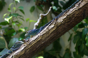 close-up of Macrae's monitor lizard on a tree
