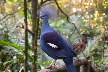 close-up of a beautiful crowned pigeon in the forest