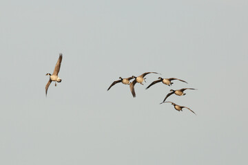 birds in flight