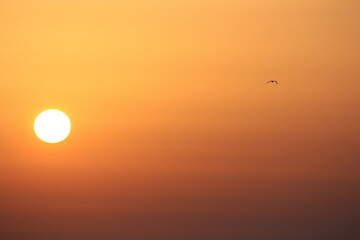 Orange sunset with bird