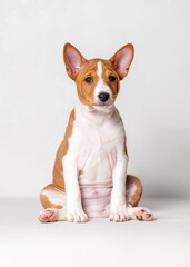 Portrait of adorable 2 month old red colored basenji puppy sitting on white background