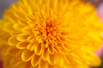 close up of a beautiful yellow chrysanthemum flower in the garden