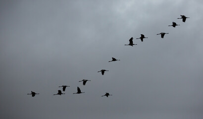 Flock of cranes in the cloudy sky (Anthropoides virgo)