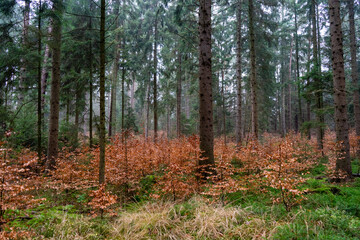 Beautiful foggy autumn scenery with fall trees and dry grass in a forest.