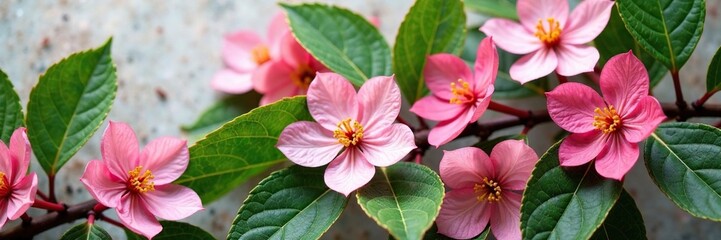 Delicate petals of mulberry flowers on soft leaf texture background, nature, floral, texture