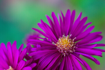 Fototapeta premium close-up of a beautiful violet Aster flower in the garden