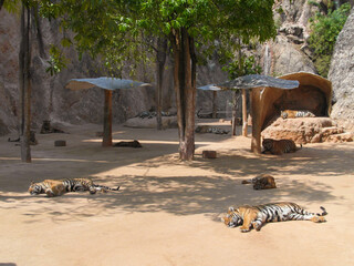 a beautiful big tiger is resting and walking around the zoo