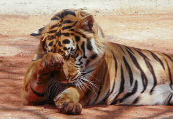 a beautiful big tiger is resting and walking around the zoo