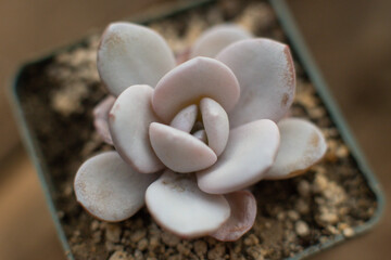 close-up Succulent flower in a pot in a greenhouse