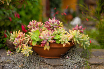 close-up Succulent flower Sedum Aurora in a pot in a greenhouse
