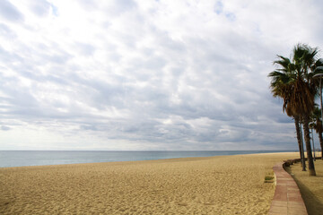 beautiful large tropical palm trees grow on the coast