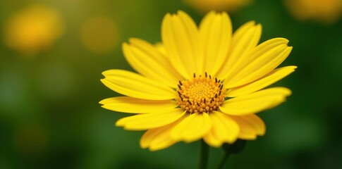 Fototapeta premium Bright sunshine yellow petals surrounding a central golden yellow core, floral, natural