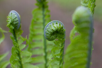  close-up  green leaves of Unfurl the Fern in the forest