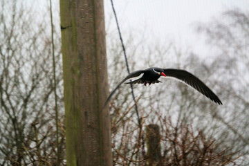 A close up of an Inca Tern at Martin Mere Nature Reserve