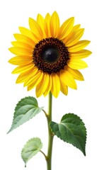 Fototapeta premium sunflower isolated on white background with delicate petals, petals, flowers, white