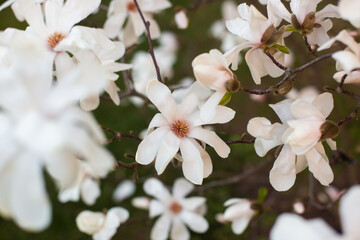 Obraz premium close-up of a beautiful Star magnolia flower in the garden