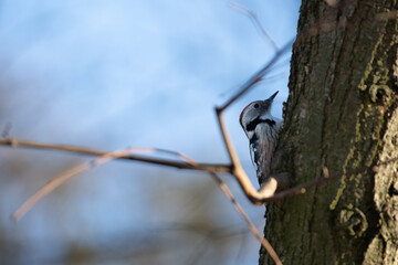 A woodpecker clings to a textured tree trunk, pecking carefully while surrounded by branches. The clear sky provides a serene backdrop during morning hours