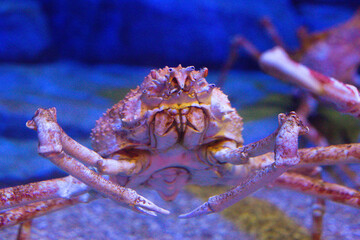 beautiful sea pink crab in a blue aquarium